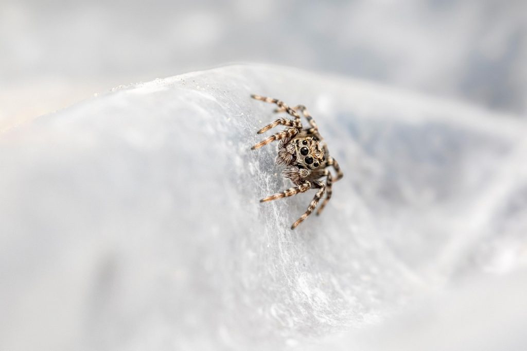 SEO Parasitario: Qué Es y Cómo Explotarlo a Tu Favor